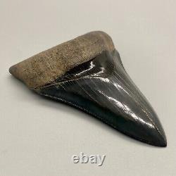 Dark color, PERFECT COLLECTOR QUALITY 4.11 Fossil MEGALODON Shark Tooth USA