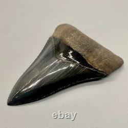 Dark color, PERFECT COLLECTOR QUALITY 4.11 Fossil MEGALODON Shark Tooth USA