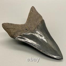Dark color, PERFECT COLLECTOR QUALITY 4.11 Fossil MEGALODON Shark Tooth USA