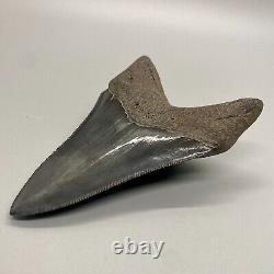 Dark color, PERFECT COLLECTOR QUALITY 4.11 Fossil MEGALODON Shark Tooth USA