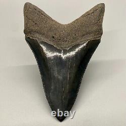 Dark color, PERFECT COLLECTOR QUALITY 4.11 Fossil MEGALODON Shark Tooth USA