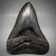 Dark Colors, Large Complete 5.28 Fossil Megalodon Shark Tooth Usa