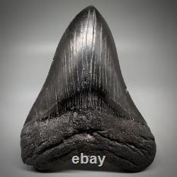 Dark colors, Large Complete 5.28 Fossil MEGALODON Shark Tooth USA