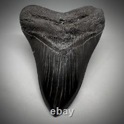 Dark colors, Large Complete 5.28 Fossil MEGALODON Shark Tooth USA