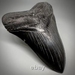 Dark colors, Large Complete 5.28 Fossil MEGALODON Shark Tooth USA