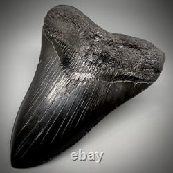 Dark colors, Large Complete 5.28 Fossil MEGALODON Shark Tooth USA