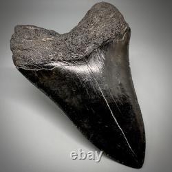 Dark colors, Large Complete 5.28 Fossil MEGALODON Shark Tooth USA
