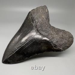 Dark colors, Large Complete 5.28 Fossil MEGALODON Shark Tooth USA