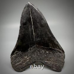 Dark colors, Large Complete 5.28 Fossil MEGALODON Shark Tooth USA
