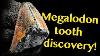 Deep Sea Megalodon Tooth Fossil Updates From The Experts Nautilus Live