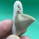 Deformed Megalodon Era Shark Tooth Hastalis/mako Shark Tooth N. Carolina Patho