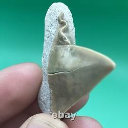 Deformed Megalodon Era Shark Tooth Hastalis/mako Shark Tooth N. Carolina Patho