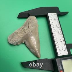 Deformed Megalodon Era Shark Tooth Hastalis/mako Shark Tooth N. Carolina Patho