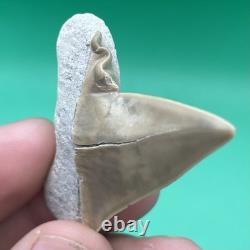 Deformed Megalodon Era Shark Tooth Hastalis/mako Shark Tooth N. Carolina Patho