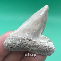 Deformed Megalodon Era Shark Tooth Hastalis/mako Shark Tooth N. Carolina Patho