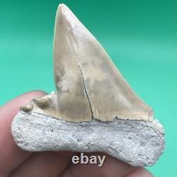 Deformed Megalodon Era Shark Tooth Hastalis/mako Shark Tooth N. Carolina Patho