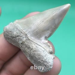 Deformed Megalodon Era Shark Tooth Hastalis/mako Shark Tooth N. Carolina Patho