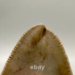 Deformed (Split Tip) 4.36 Fossil MEGALODON Shark Tooth Rare to See