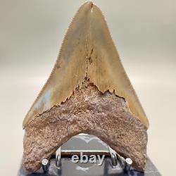 Deformed (Split Tip) 4.36 Fossil MEGALODON Shark Tooth Rare to See