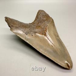 Deformed (Split Tip) 4.36 Fossil MEGALODON Shark Tooth Rare to See