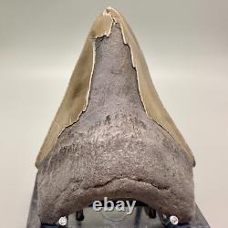 Deformed (Split Tip) 4.36 Fossil MEGALODON Shark Tooth Rare to See