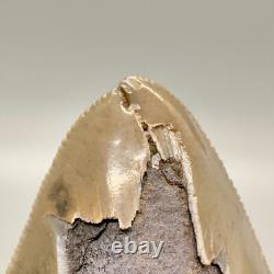 Deformed (Split Tip) 4.36 Fossil MEGALODON Shark Tooth Rare to See