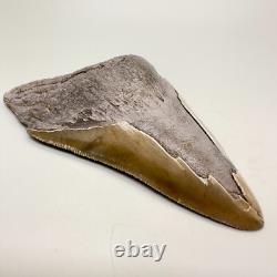 Deformed (Split Tip) 4.36 Fossil MEGALODON Shark Tooth Rare to See