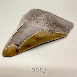 Deformed (Split Tip) 4.36 Fossil MEGALODON Shark Tooth Rare to See
