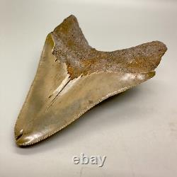 Deformed (Split Tip) 4.36 Fossil MEGALODON Shark Tooth Rare to See