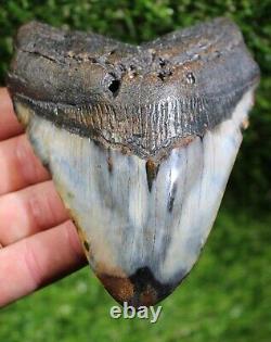 Diamond Polished Megalodon 4.82  Inch Huge Extinct Shark Tooth NO REPAIR (P-6)