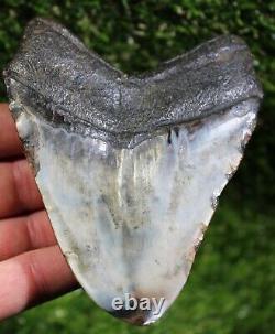 Diamond Polished Megalodon 4.82  Inch Huge Extinct Shark Tooth NO REPAIR (P-6)