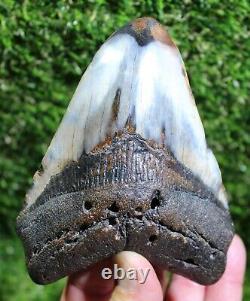 Diamond Polished Megalodon 4.82  Inch Huge Extinct Shark Tooth NO REPAIR (P-6)