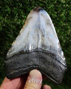 Diamond Polished Megalodon 4.82  Inch Huge Extinct Shark Tooth NO REPAIR (P-6)