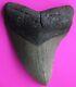 Dino Girl Megalodon Hunters Shark Tooth 3.25 Inches Found On Meg Ledge Coa 002