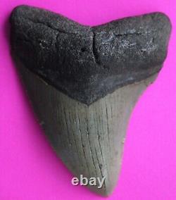 Dino Girl Megalodon Hunters Shark Tooth 3.25 Inches Found On Meg Ledge COA 002