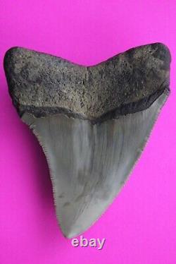 Dino Girl Megalodon Hunters Shark Tooth 3.25 Inches Found On Meg Ledge COA 002
