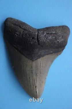 Dino Girl Megalodon Hunters Shark Tooth 3.25 Inches Found On Meg Ledge COA 002