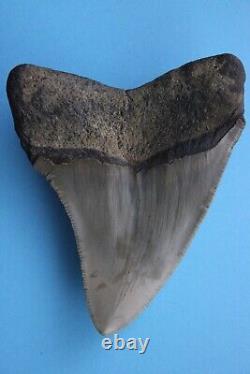 Dino Girl Megalodon Hunters Shark Tooth 3.25 Inches Found On Meg Ledge COA 002