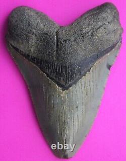 Dino Girl Megalodon Hunters Shark Tooth 4 Fossil Found On Meg Ledge COA 18