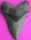 Dino Girl Megalodon Hunters Shark Tooth 4 Fossil Found On Meg Ledge Coa 18