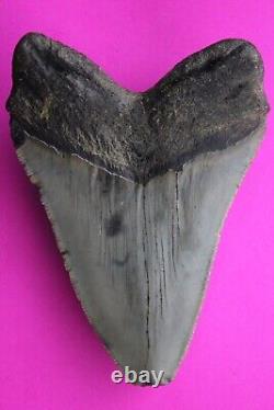 Dino Girl Megalodon Hunters Shark Tooth 4 Fossil Found On Meg Ledge COA 18
