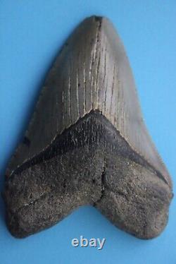 Dino Girl Megalodon Hunters Shark Tooth 4 Fossil Found On Meg Ledge COA 18