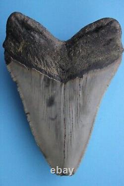 Dino Girl Megalodon Hunters Shark Tooth 4 Fossil Found On Meg Ledge COA 18