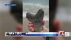 Diver Discovers Massive Megalodon Tooth Off Nc Coast