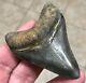 Exceptionally Gorgeous-golden Beach, Fl. 2.7 Megalodon Shark Tooth Fossil