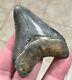 Exceptionally Gorgeous-golden Beach, Fl. 2.7 Megalodon Shark Tooth Fossil