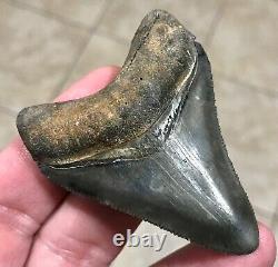 EXCEPTIONALLY GORGEOUS-GOLDEN BEACH, FL. 2.7 Megalodon Shark Tooth Fossil