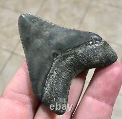 EXCEPTIONALLY GORGEOUS-GOLDEN BEACH, FL. 2.7 Megalodon Shark Tooth Fossil