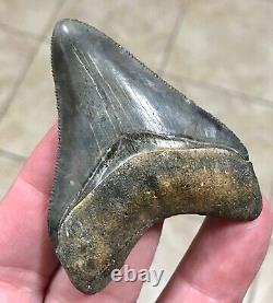 EXCEPTIONALLY GORGEOUS-GOLDEN BEACH, FL. 2.7 Megalodon Shark Tooth Fossil