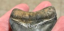 EXCEPTIONALLY GORGEOUS-GOLDEN BEACH, FL. 2.7 Megalodon Shark Tooth Fossil